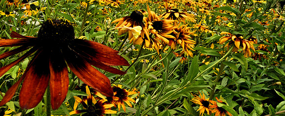 Ox Eye Daisies