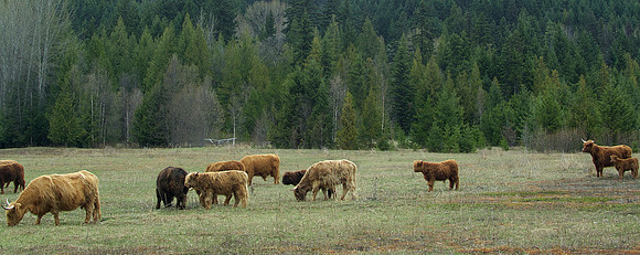 Highland Cattle