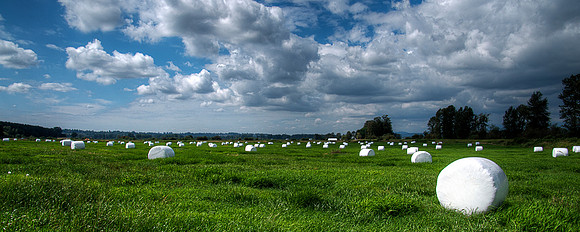 Marshmallow Harvest Season