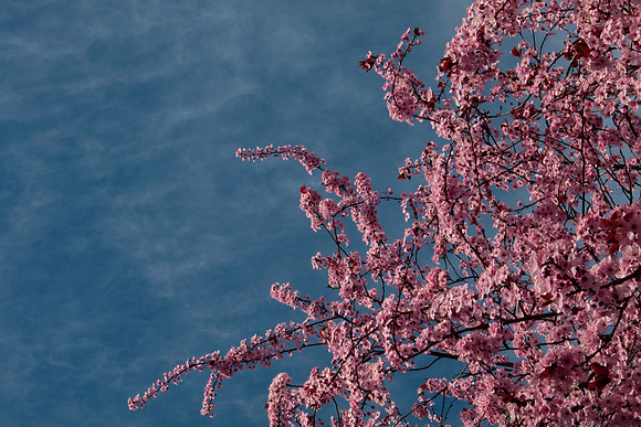 Spring Blossoms