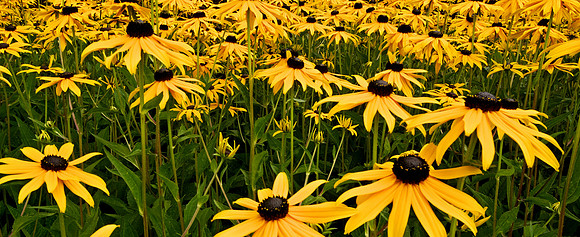 Yellow Daisies