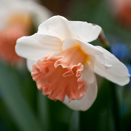 Daffs Sq 6