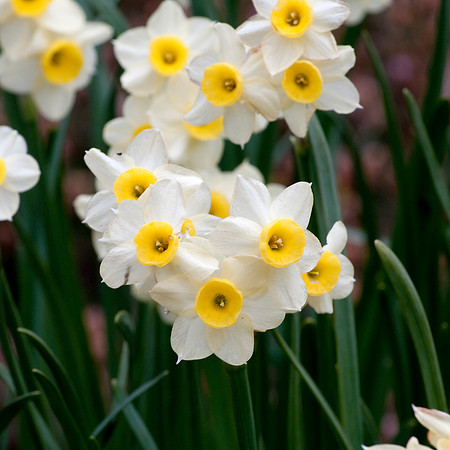 Daffs Sq 7