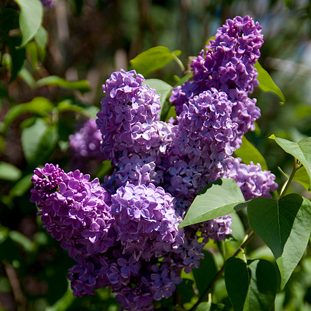 Lilac Sq 1