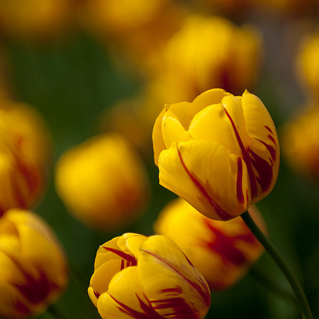 Tulips Sq 5