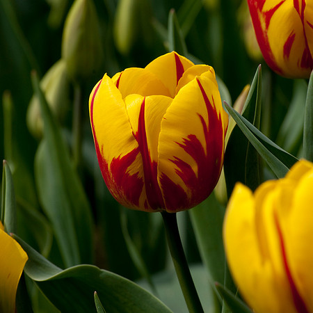 Tulips Sq 6