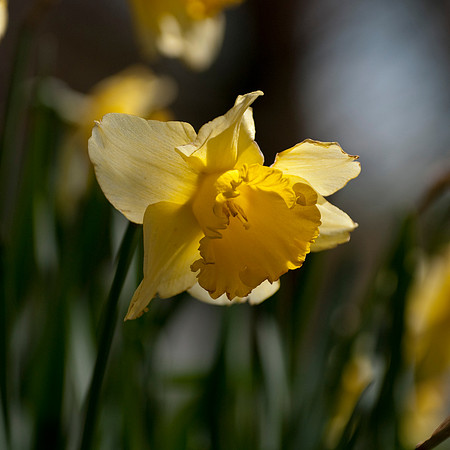 Yellow Daffs Sq 1
