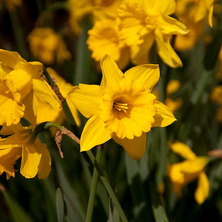Yellow Daffs Sq 3