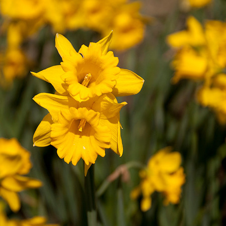 Yellow Daffs Sq 4
